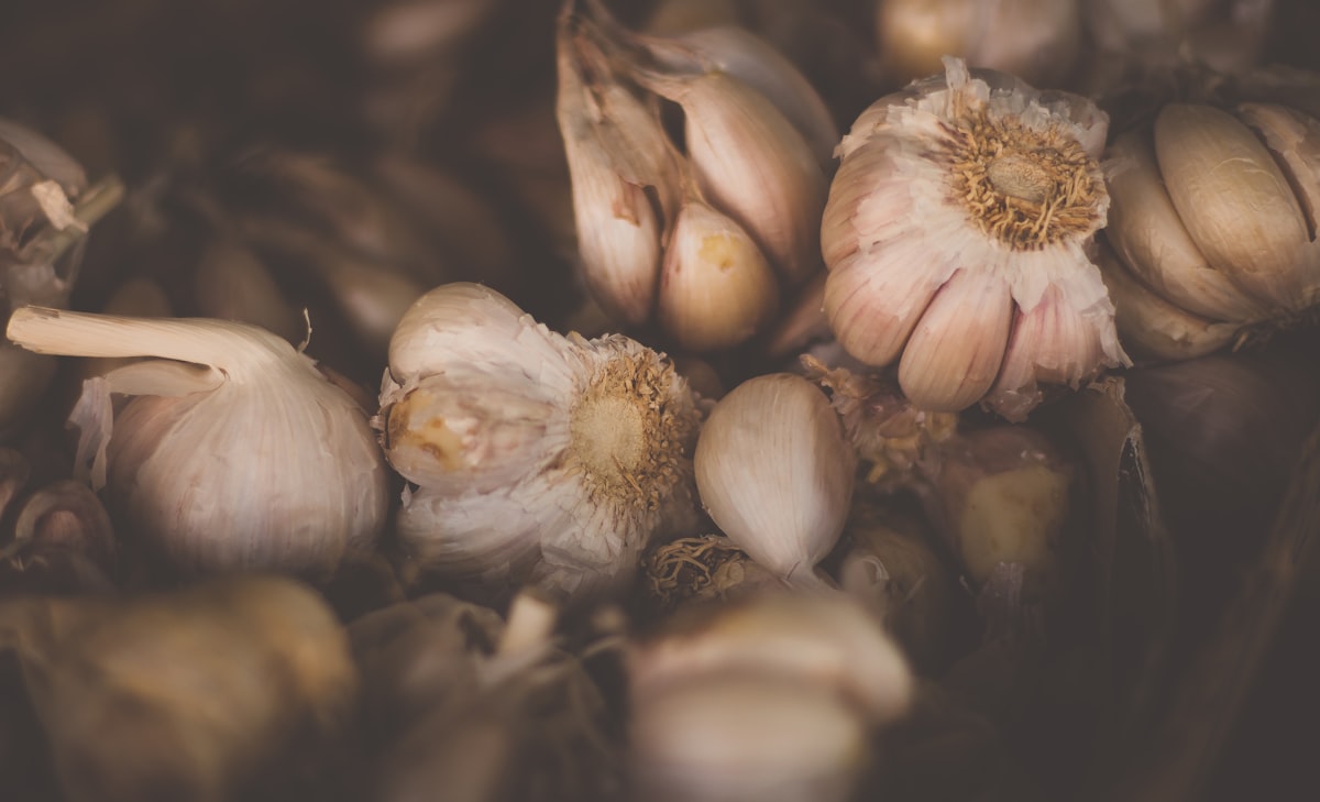 Aglio fresco e ricette tradizionali italiane